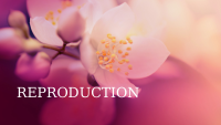 Reproduction in plants.pptx